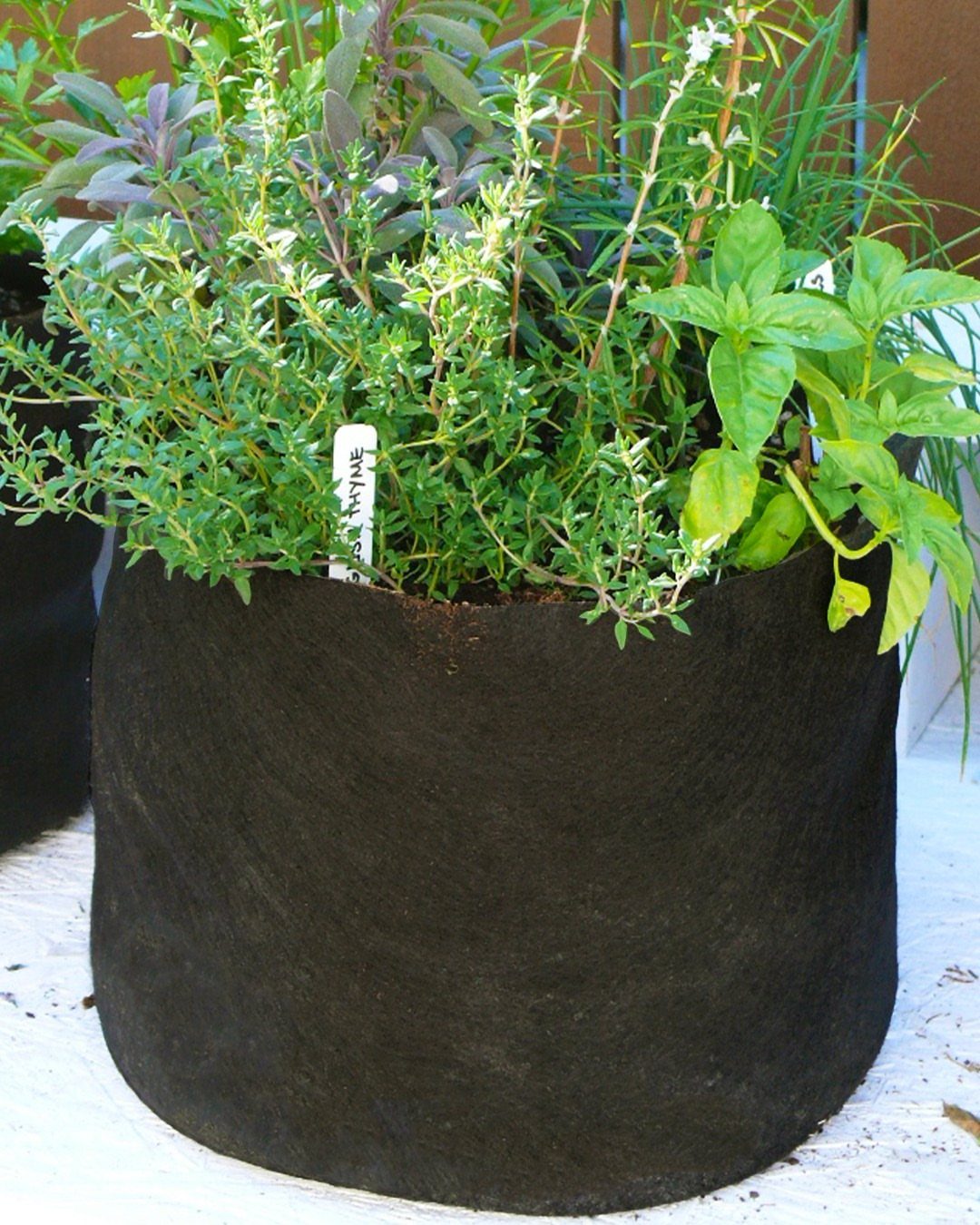 Green herbs growing in a large black fabric grow bag on a light surface.