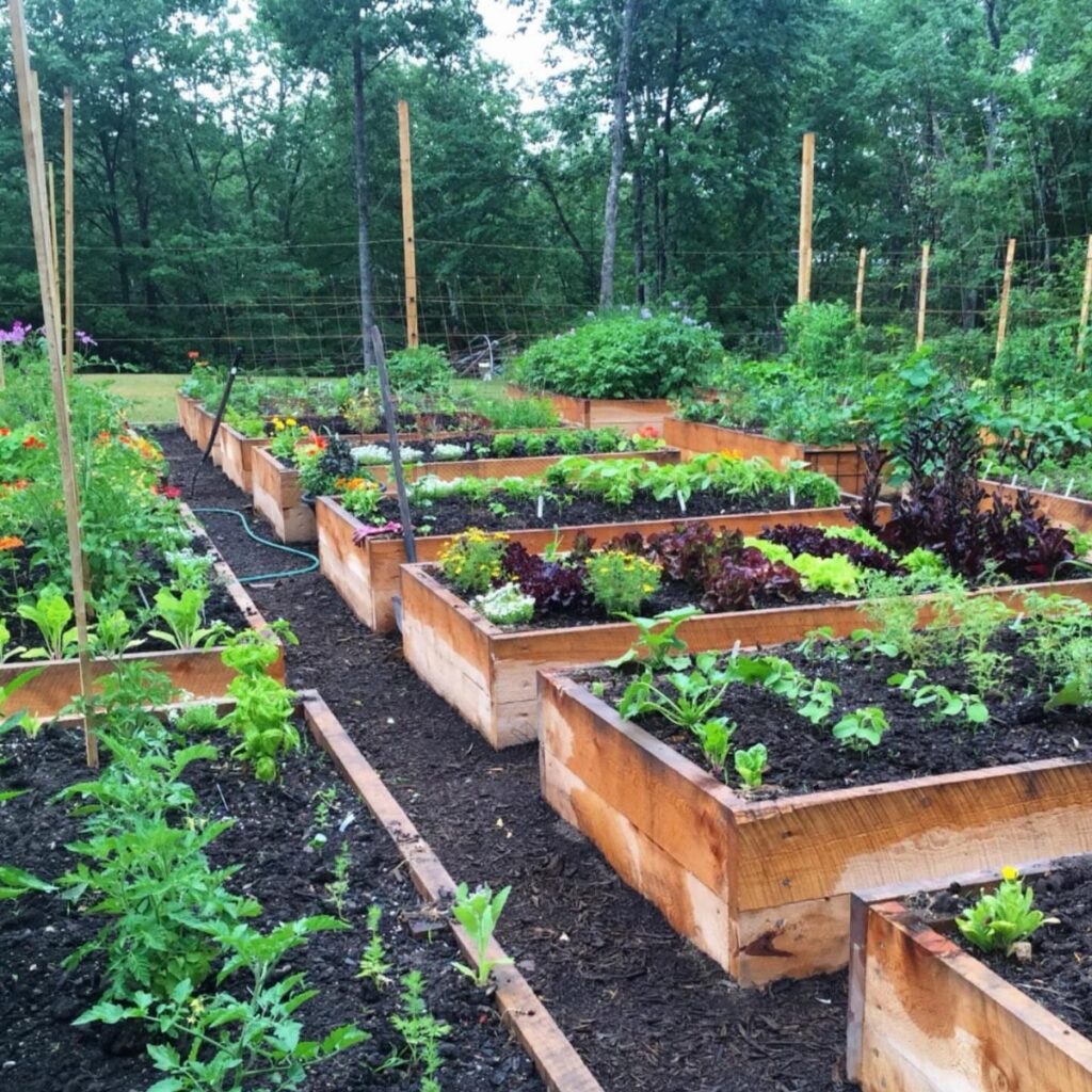 Multiple wooden raised garden beds filled with various green plants and vegetables in a backyard garden.