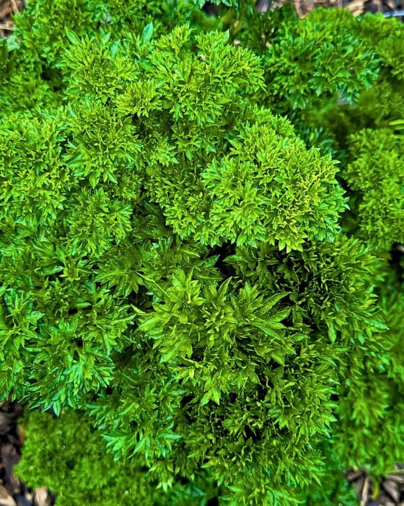 Vibrant green curly parsley plants growing densely in a garden with textured leaves.