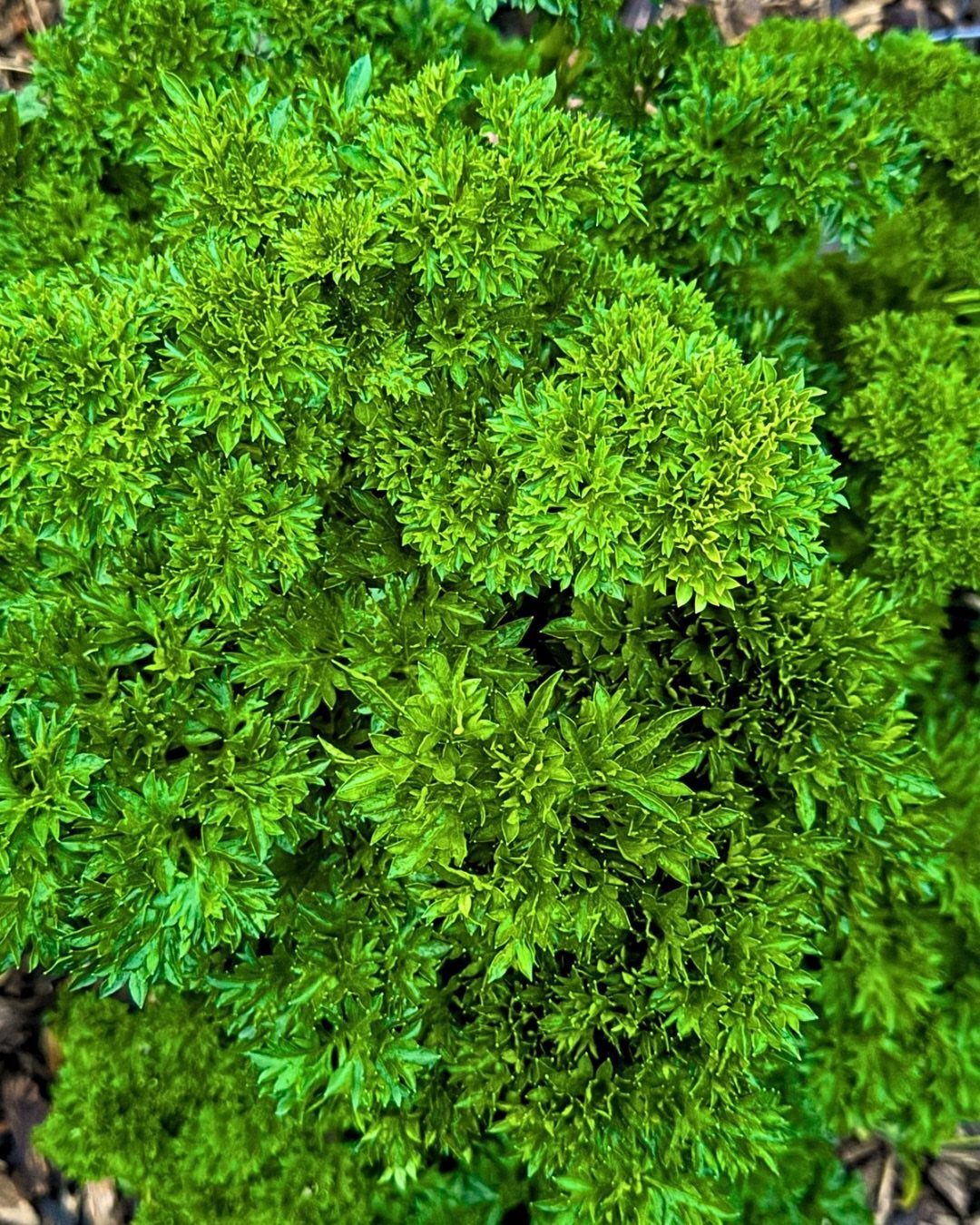 Vibrant green curly parsley plants growing densely in a garden with textured leaves.