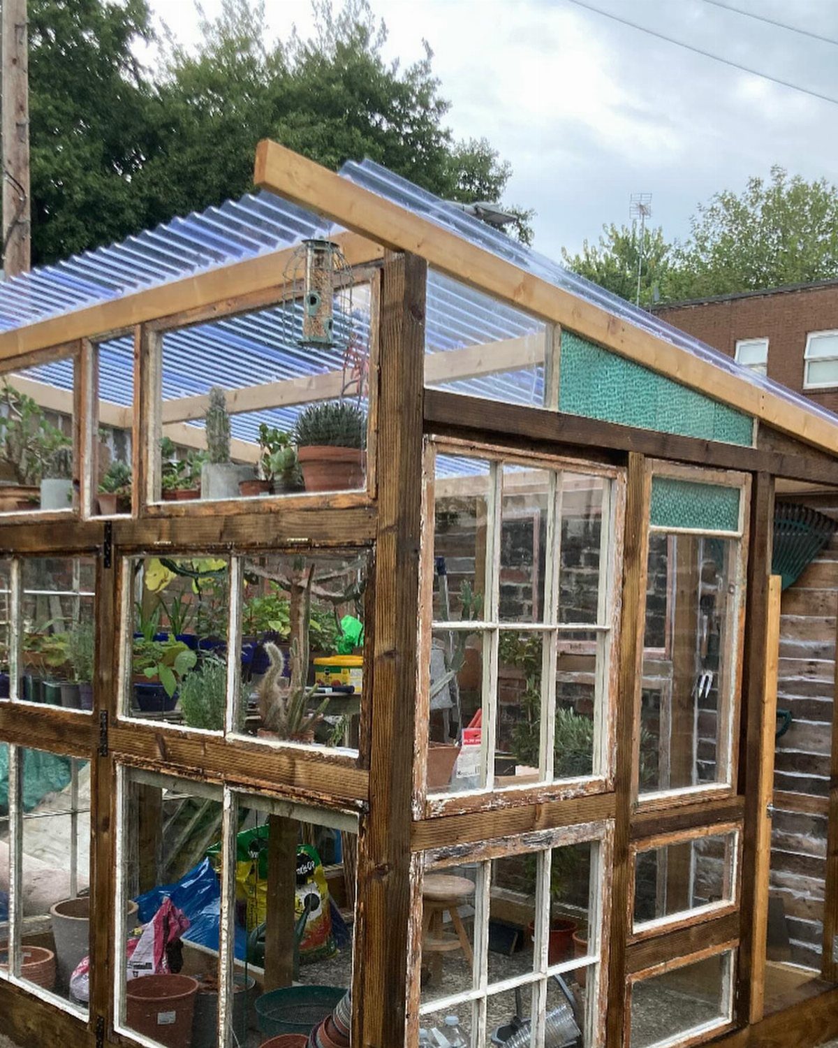 A rustic wooden greenhouse constructed from repurposed white-framed windows containing various potted plants.