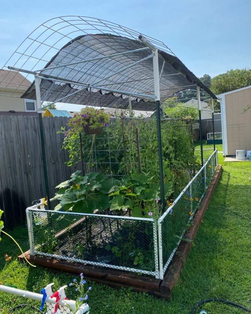A raised garden bed with a white wire mesh fence and an arched metal trellis structure.