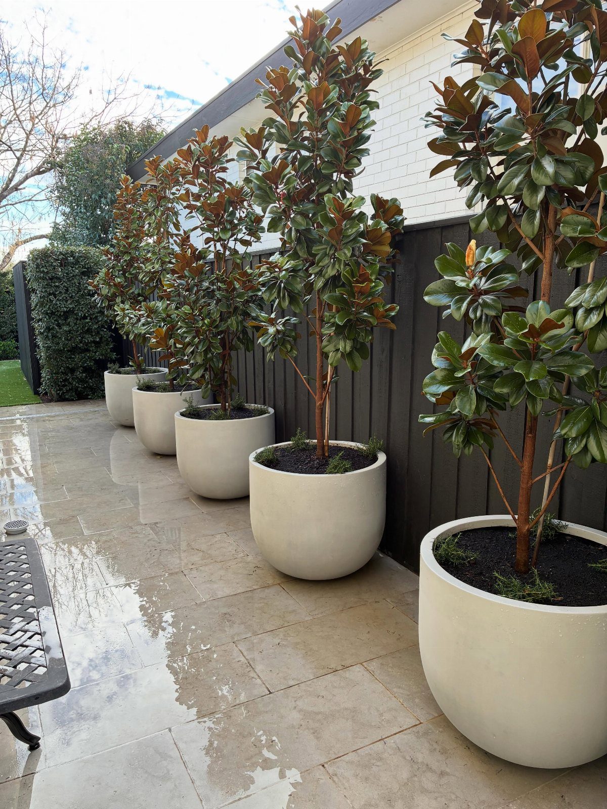Large grey potted trees lined up on a wet tiled outdoor patio next to a dark fence.