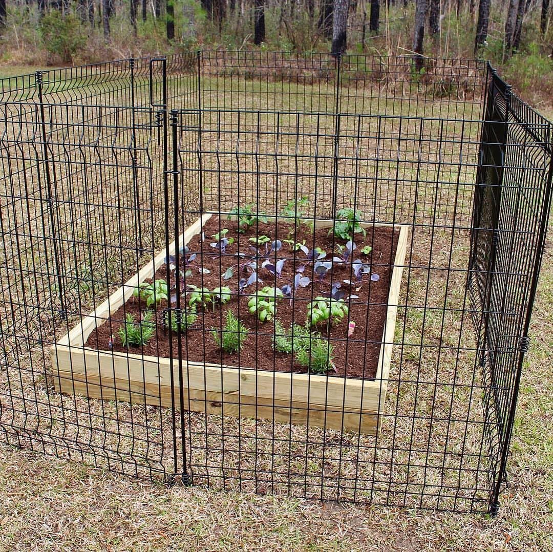 A black wire mesh fence surrounding a wooden raised garden bed with small green plants.