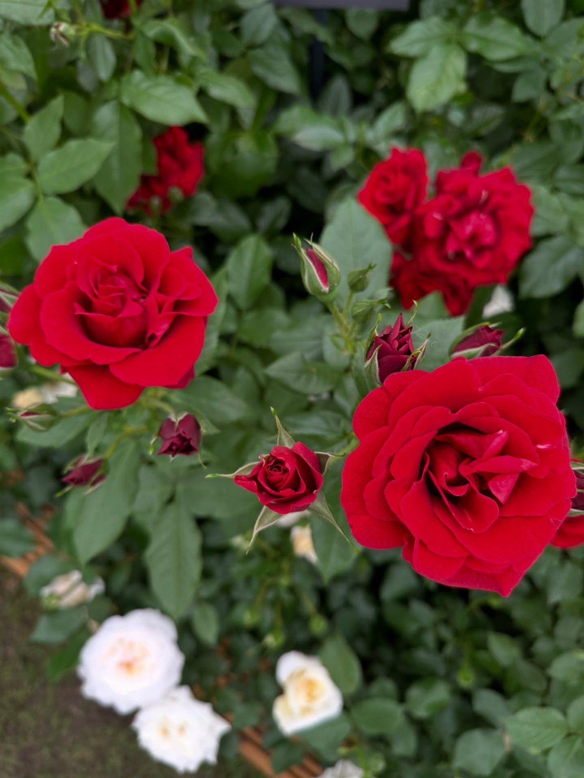 Red roses in full bloom and small buds amidst dense green foliage.