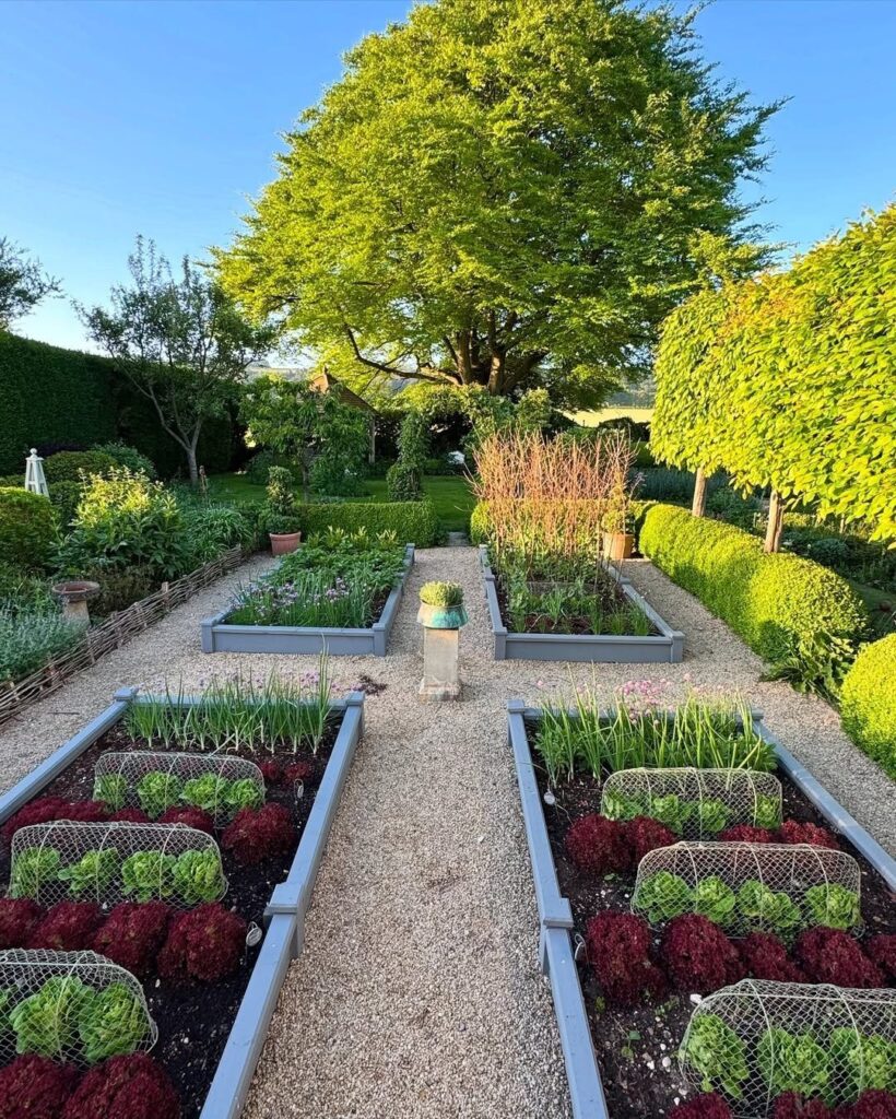 Raised garden beds filled with leafy vegetables arranged along gravel paths in a sunny garden.